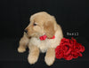 AKC Registered Golden Retriever For Sale Millersburg OH Female-Basil