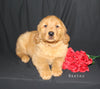 AKC Registered Golden Retriever For Sale Millersburg OH Male-Baxter