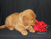 AKC Registered Golden Retriever For Sale Millersburg OH Male-Baxter