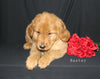 AKC Registered Golden Retriever For Sale Millersburg OH Male-Baxter