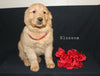 AKC Registered Golden Retriever For Sale Millersburg OH Female-Blossom