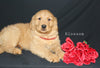 AKC Registered Golden Retriever For Sale Millersburg OH Female-Blossom