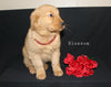AKC Registered Golden Retriever For Sale Millersburg OH Female-Blossom