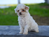 Toy Poodle For Sale Millersburg OH Braxton