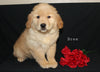 AKC Registered Golden Retriever For Sale Millersburg OH Female-Bree