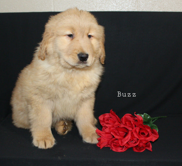 AKC Registered Golden Retriever For Sale Millersburg OH Male-Buzz