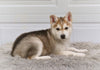 German Shepherd-Siberian Husky For Sale Holmesville OH Cooper