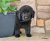 Newfoundland For Sale Dalton OH-Cody