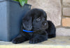 Newfoundland For Sale Dalton OH-Cody