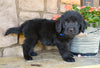Newfoundland For Sale Dalton OH-Cody