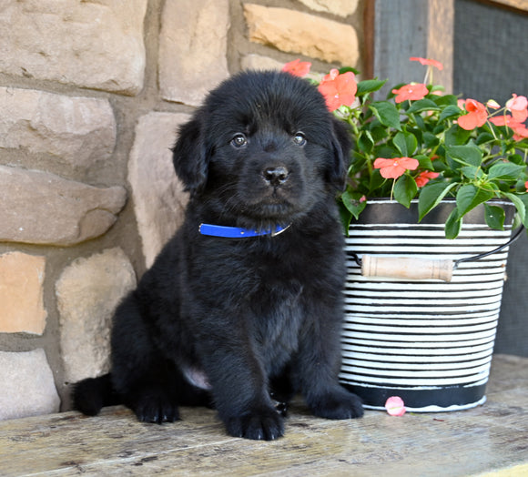 Newfoundland For Sale Dalton OH-Cody