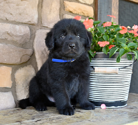 Newfoundland For Sale Dalton OH-Cody
