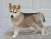 German Shepherd-Siberian Husky For Sale Holmesville OH Cooper