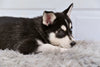 German Shepherd-Siberian Husky For Sale Holmesville OH Crystal