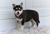 German Shepherd-Siberian Husky For Sale Holmesville OH Crystal