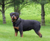 AKC Registered Rottweiler For Sale Sugarcreek OH Female-Carolina