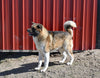 AKC Akita For Sale Millersburg OH Male-Dallas