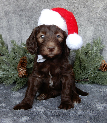 Medium F1B Labradoodle For Sale Millersburg OH Female-Bailey