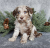 Medium F1B Labradoodle For Sale Millersburg OH Female-Bonnie