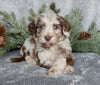 Medium F1B Labradoodle For Sale Millersburg OH Female-Bonnie