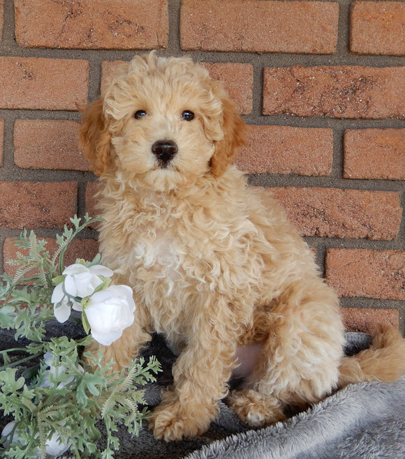Maltipoo For Sale Millersburg OH Male-Calvin