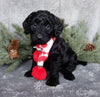 Medium F1B Labradoodle For Sale Millersburg OH Male-Bear