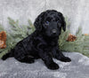 Medium F1B Labradoodle For Sale Millersburg OH Male-Bear