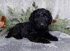 Medium F1B Labradoodle For Sale Millersburg OH Male-Bear