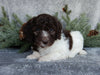 Medium F1B Labradoodle For Sale Millersburg OH Female-Boots