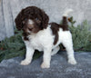 Medium F1B Labradoodle For Sale Millersburg OH Female-Boots