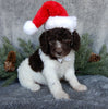 Medium F1B Labradoodle For Sale Millersburg OH Female-Boots