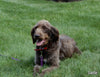 Mini Labradoodle For Sale Millersburg OH Male-Biscuit