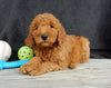 Mini Goldendoodle For Sale Millersburg OH Male-Alfred