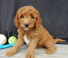 Mini Goldendoodle For Sale Millersburg OH Male-Earl