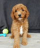 Mini Goldendoodle For Sale Millersburg OH Male-Earl