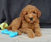 Mini Goldendoodle For Sale Millersburg OH Male-Murphy