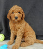 Mini Goldendoodle For Sale Millersburg OH Male-Murphy