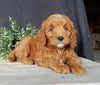 Mini Goldendoodle For Sale Millersburg OH Female-Tootsie