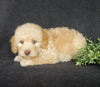 Mini Labradoodle For Sale Millersburg OH Female-Petunia