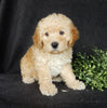 Mini Labradoodle For Sale Millersburg OH Female-Roxy