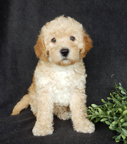 Mini Labradoodle For Sale Millersburg OH Female-Roxy
