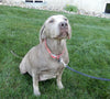 Medium F1 Labradoodle For Sale Millersburg OH Female-Dixie