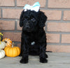 Mini Labradoodle For Sale Millersburg OH Female-Twinkie