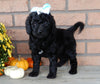 Mini Labradoodle For Sale Millersburg OH Female-Twinkie