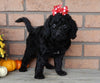 Mini Labradoodle For Sale Millersburg OH Female-Twinkie