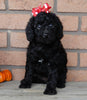 Mini Labradoodle For Sale Millersburg OH Female-Twinkie