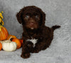 Mini Labradoodle For Sale Millersburg OH Male-Biscuit