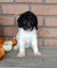 Mini Labradoodle For Sale Millersburg OH Female-Bella