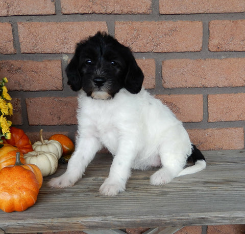 Mini Labradoodle For Sale Millersburg OH Female-Bella