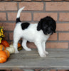 Mini Labradoodle For Sale Millersburg OH Female-Bella